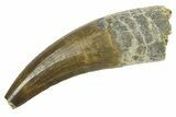 Spinosaurid Dinosaur (Suchomimus) Tooth - Niger #283919-1